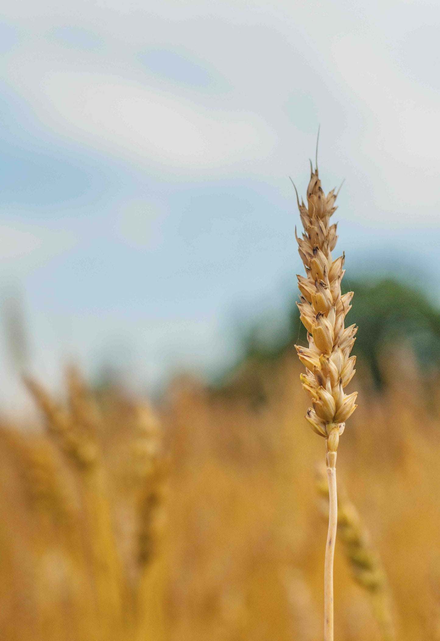 Auksinis šnabždesys
